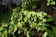 28 Primule gialle (Primula vulgaris)